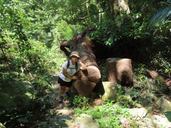 德芙蘭生態步道O形2829442