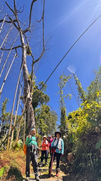 阿里山迷糊步道-福山古道2793374