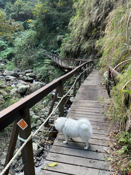 跟銀狐犬一起去蝴蝶谷瀑布找遺失登山杖 2025.12.52956213