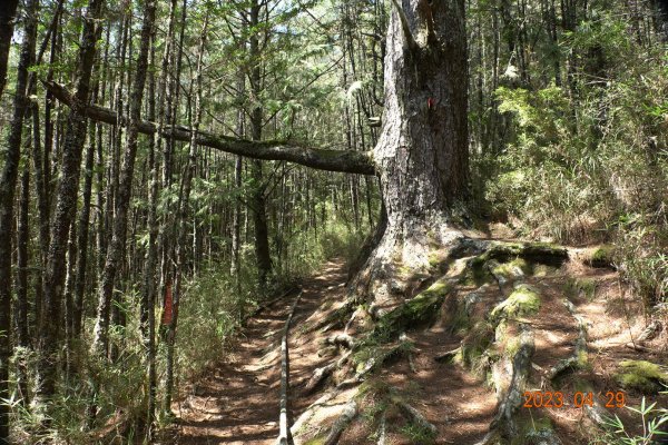 南投 仁愛 武法奈尾山2133731