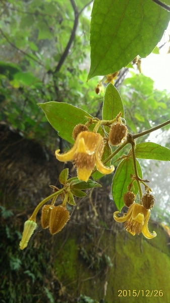 20151226泰安鄉熊佧山27781