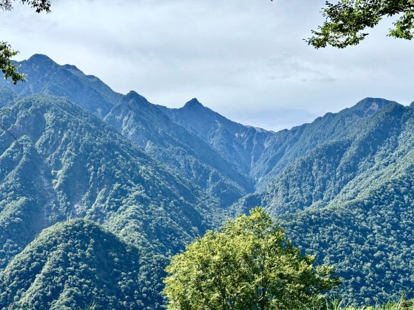 新中橫看玉山 首訪鹿林神木