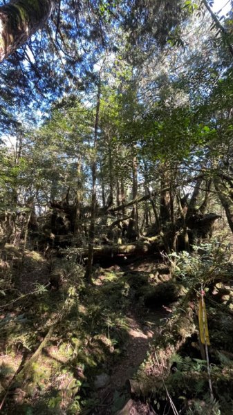 塔魔巴2天1夜來回/復興尖-四稜溫泉2357253