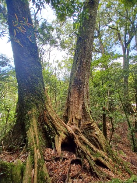 【台中和平】筆直的杉林.林相優美。 橫嶺山x沙連山P型2869043
