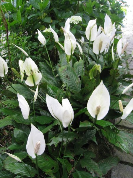 小百岳NO.5觀音山 牛港稜步道  硬漢嶺   楓櫃斗湖登山步道2126777