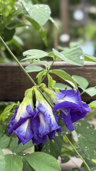 多元化的文山森林公園|天空步道|趣探險之丘|峯花雪月2834946