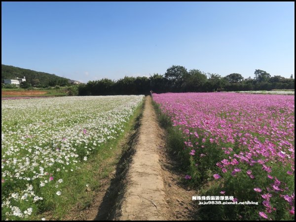 2020桃園花彩節楊梅場1148094