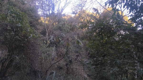 北坑山大板根東洗水山盡尾山東北峰2701736