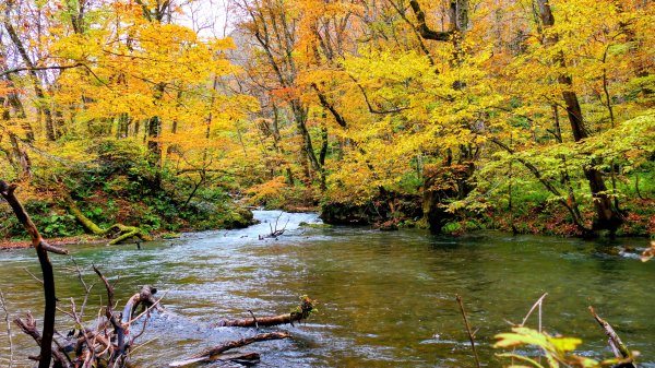 青森縣奧入瀨溪2929989