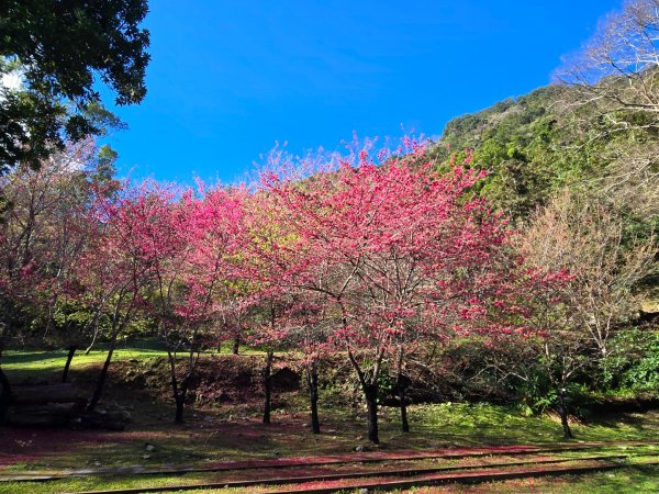 八仙山森林遊樂區、佳保台山2712653