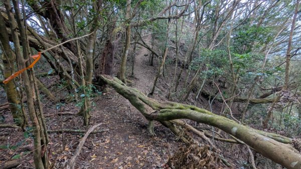 橫龍山、橫龍古道2682920