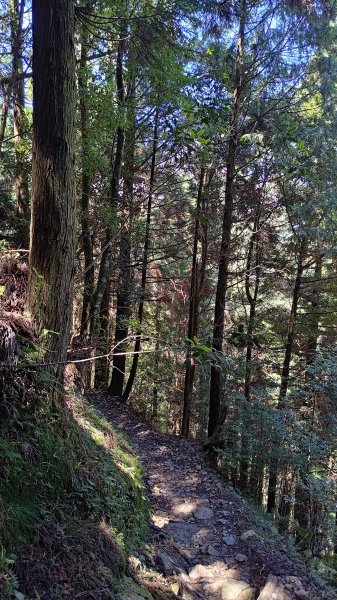 榛山景觀平台2918111