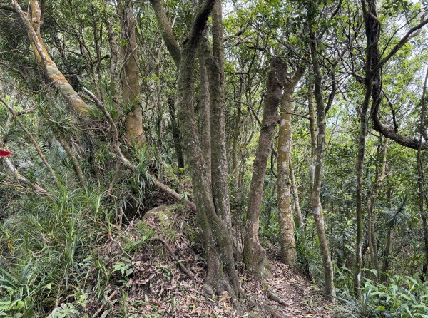 [微笑山線_第八段] 2026_0411 二格山系_筆架山南峰3035193