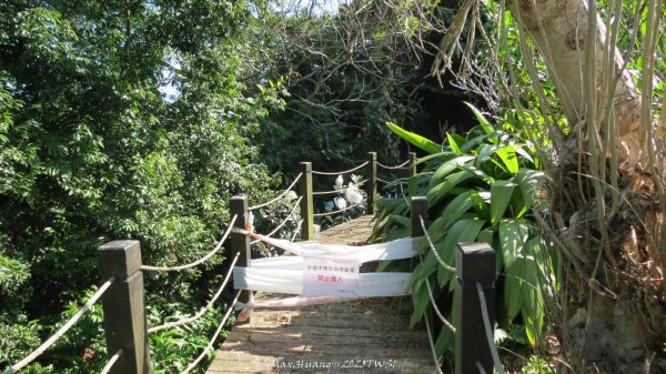 《台中》落雨松季｜石岡挑物古道O繞下情人木橋202501122687619