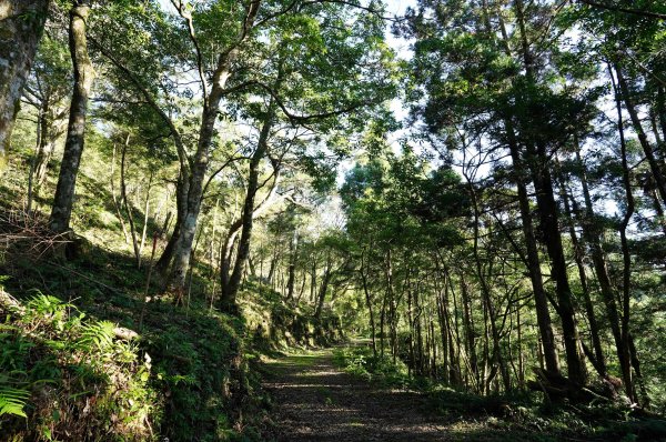 新北 烏來 阿玉山2824048