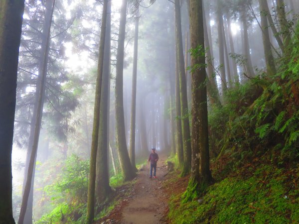 【新竹】觀霧迷幻森林：檜山巨木群步道1111968