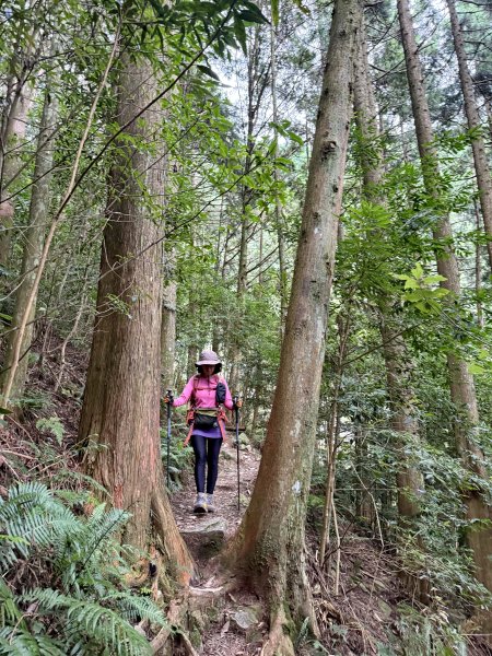 鳶嘴山+稍來神木 202508302873912