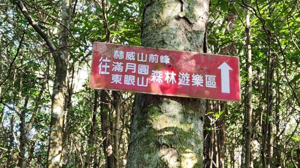 【中級山】插天山的奇幻世界，赫威山，赫威神木群步道2741314