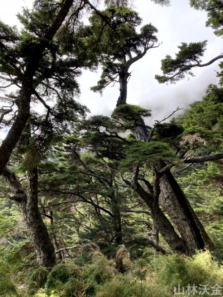 2023-11-27 玉山主峰2365057