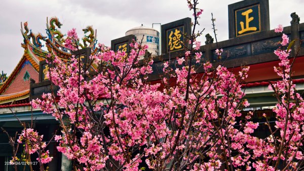 #綠繡眼 訪花 #吉野櫻 #天元宮 #楓樹湖 03162750800