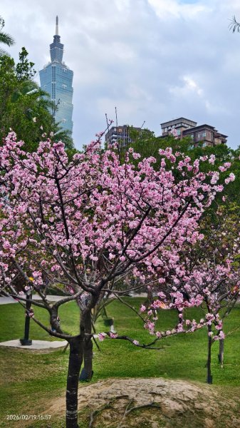 #虎山  #101大樓  #國父紀念館 #河津櫻 #中正紀念堂 2/193002703