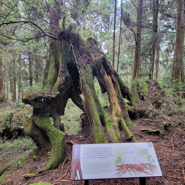 阿里山國家森林遊樂區2549507