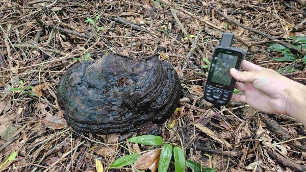 20250424八勢古道-東小坪頂山-貴子坑山主東西-水磨坑山2769510