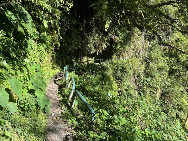 [玉山尋寶任務-03/12] 2025_0810 瓦拉米步道2857506