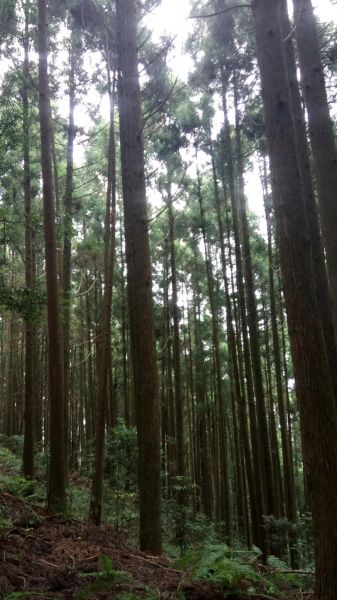 高台山，高島景觀台連走388213