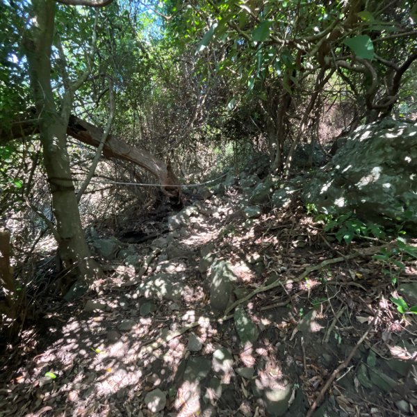 20251210_大山母山（屏東小百岳）2968645