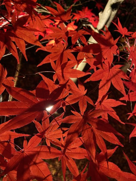 楓之絆----京都大阪賞楓2967336