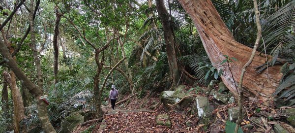 2025/12/25_冬瓜山神木步道2971974