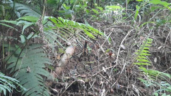 《台中》心靈雞湯｜大肚萬里長城登山步道O繞202507052827451