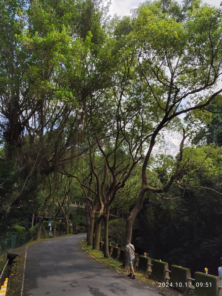 天母→猴洞→湖山→半嶺→第二展望臺→陽峰古道→花田花草集【發現陽明山】2-12629112