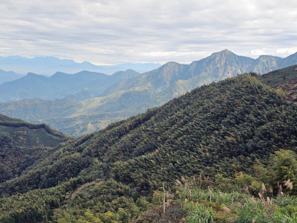大崙山銀杏森林2966077