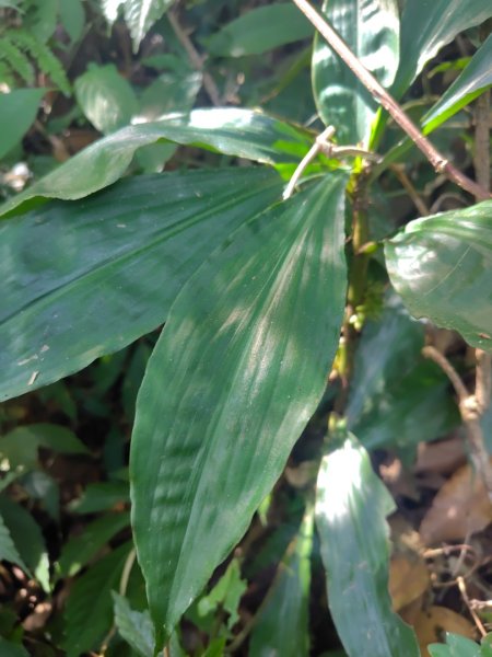 唐麻丹山 蝴蝶谷2918840