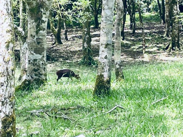 20260727 宜蘭福山植物園3111126