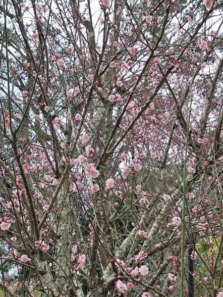 樟之細路RSA45(協雲宮至沖庫山來回)+和興山202501312702842