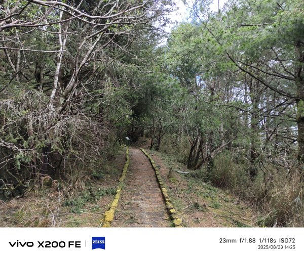 [玉山尋寶任務-05/12] 2025_0823 塔塔加步道(大鐵杉登山步道)2869652