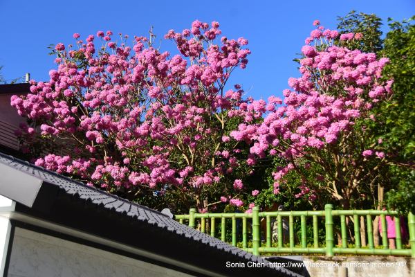 花開了 粉紅泡泡 2025 D0104 洋紅風鈴木 :  九芎湖-陳家農場