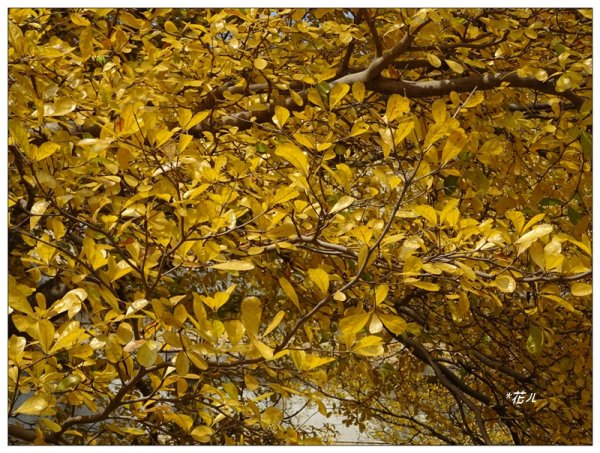 小葉欖仁/黃金雨1634906