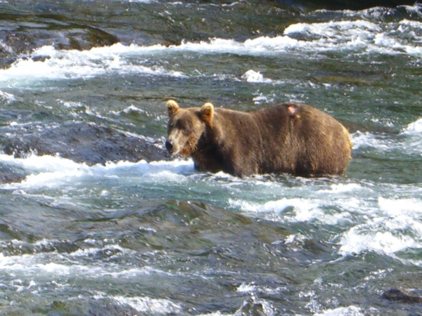 阿拉斯加 露營車 觀賞棕熊 捕食鮭魚健行之旅51892