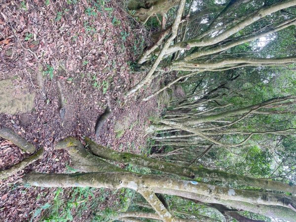 微笑山⛰️線-大棟-二格山-五分山-天上山-鳶山💎12條步道完成💙2834178