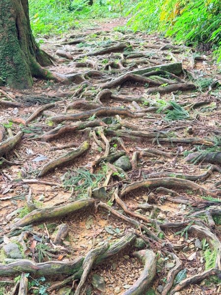 1150730嘉義大凍山之旅3092599