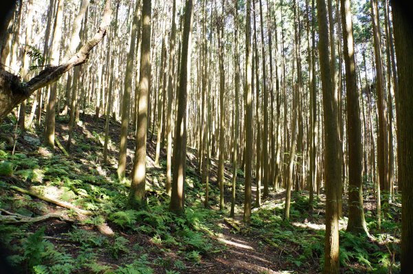 新竹 五峰 鳥嘴山、大窩山2956874