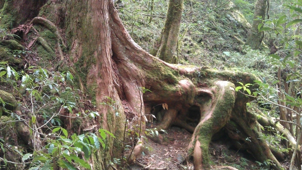 司馬庫斯神木91224