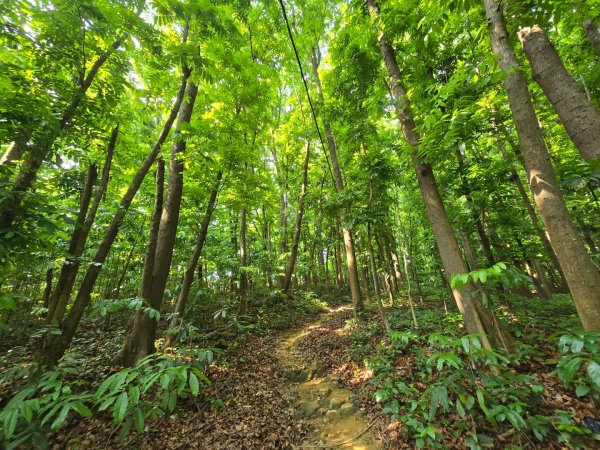 2025-04-21 茶頂山桃花心木步道2767813