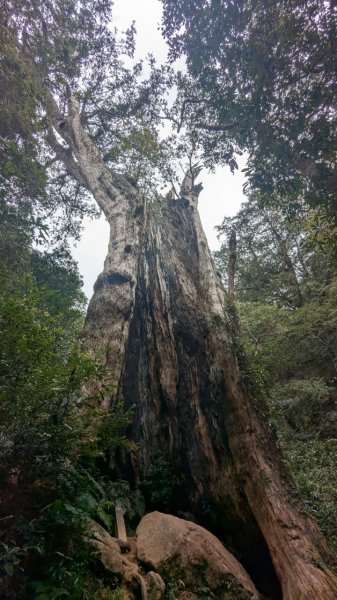 北得拉曼巨木步道2695494