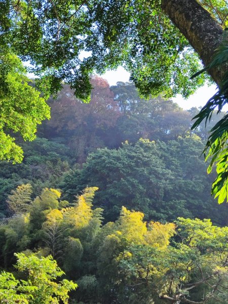 草山觀瀑吊橋-百年楓香巨木-草山水管支線-大屯瀑布-小隱潭瀑布