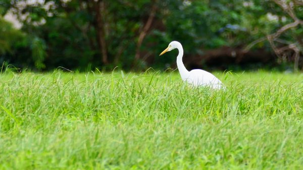 華江自然公園,華中河濱公園2651923